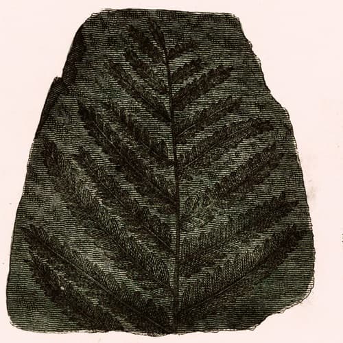 palm tree fronds fossilized