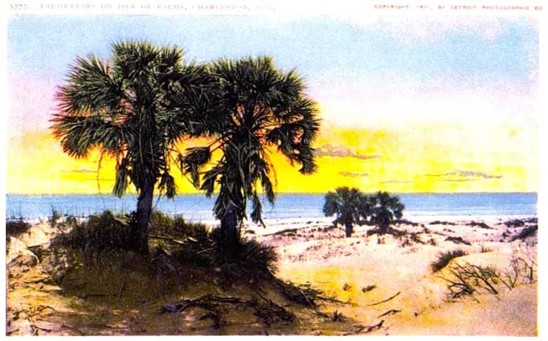 Isle of Palms palmettos on sand dunes at sunrise. Isle of Palms palmettos on sand dunes at sunrise.