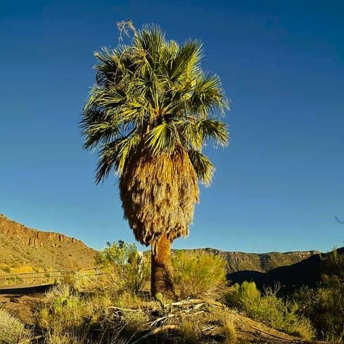 palm tree with a skirt of dead leaves in the desert