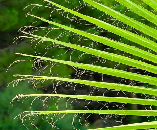 Appearing like cotton threads, they hange from the fronds of Desert Palm Trees Appearing like cotton threads, they hange from the fronds of Desert Palm Trees