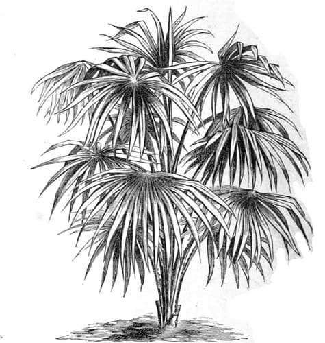 Pencil drawing of a fan palm tree Pencil drawing of a fan palm tree