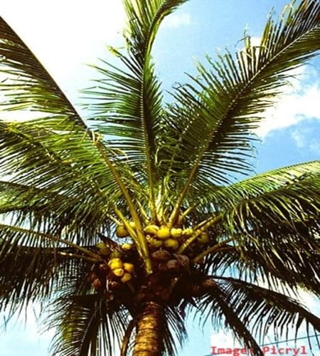 Looking up at the crown of Cocos nucifera, the Coconut Palm Tree with fruit Looking up at the crown of Cocos nucifera, the Coconut Palm Tree with fruit