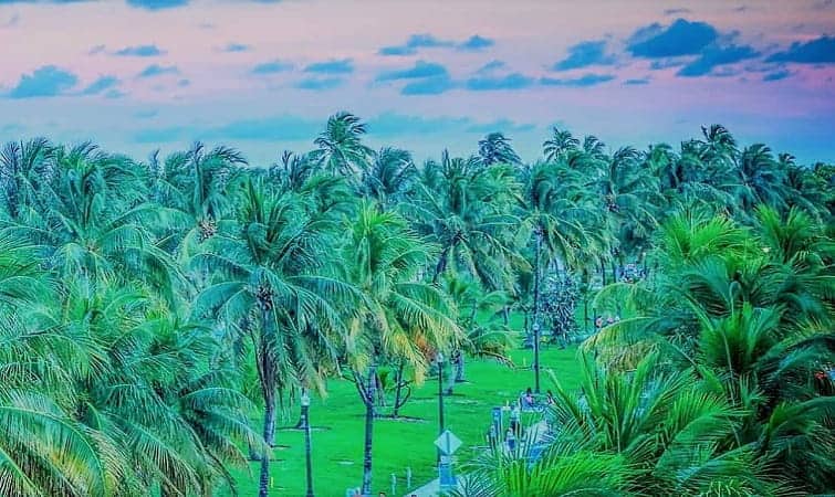 iami has a world of palm trees. This has the tropical feel alright! Miami Florida Palm Grove