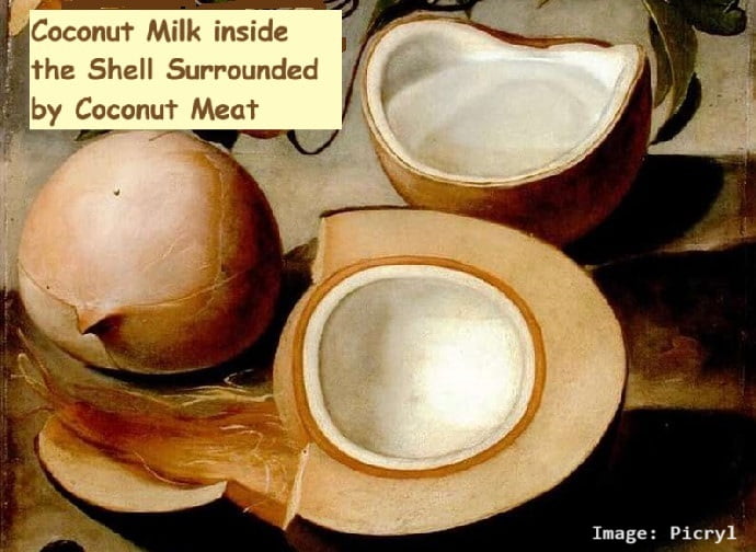 Illustration from the 1800s of opened up coconuts, one with its milk, the other showing the edible meal. Illustration from the 1800s of opened up coconuts, one with its milk, the other showing the edible meal.