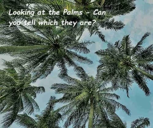 Look up into those palms trees and enjoy! We help you with that. Looking up at palm tree crowns
