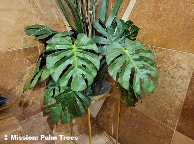 Monstera palm in a pot 