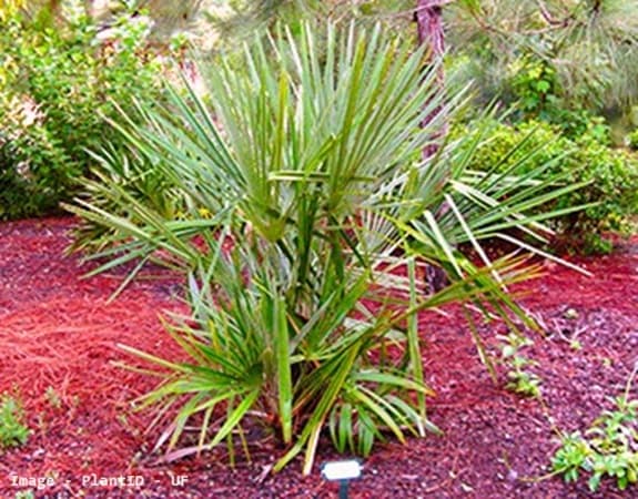 Needle Palm in Florida mulched with reddish brown rocks
