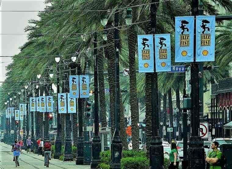 palms line a street in New Orleans
