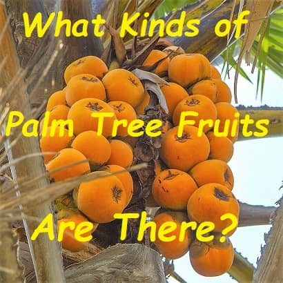 Borassus or Guzel fruits of a palm tree