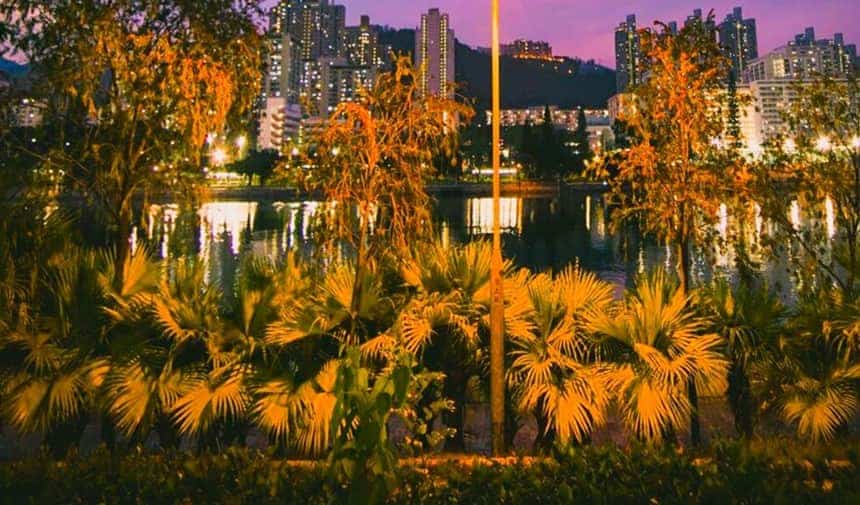 Lots of small palms with their fronds lit up from above