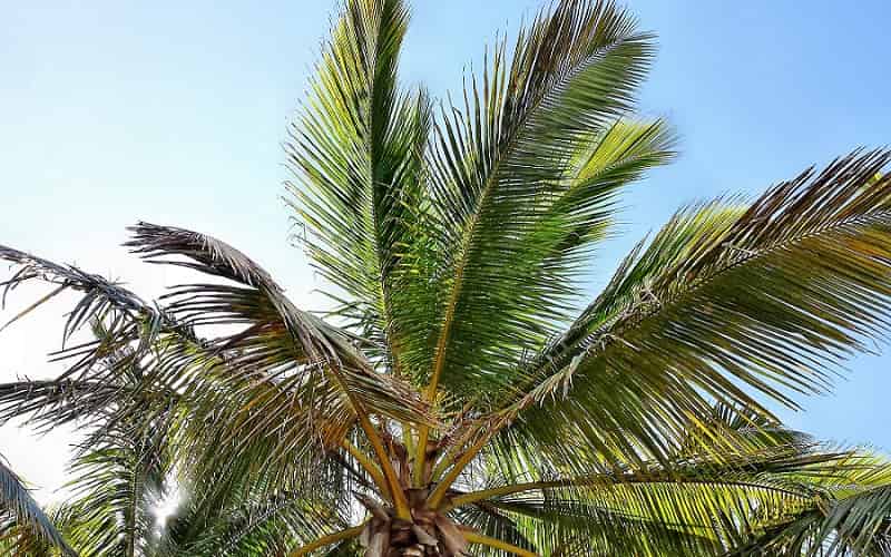 Palm leaves are browning because of some problem.