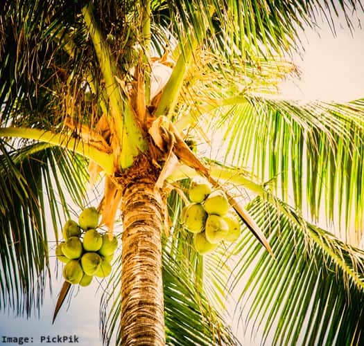 unripe coconuts on a palm tree