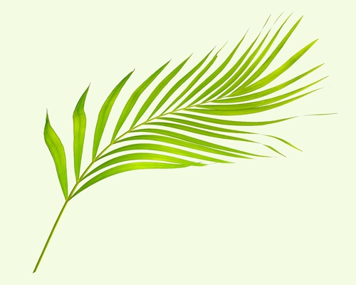 a pinnate frond, feathery leaf of a palm tree
