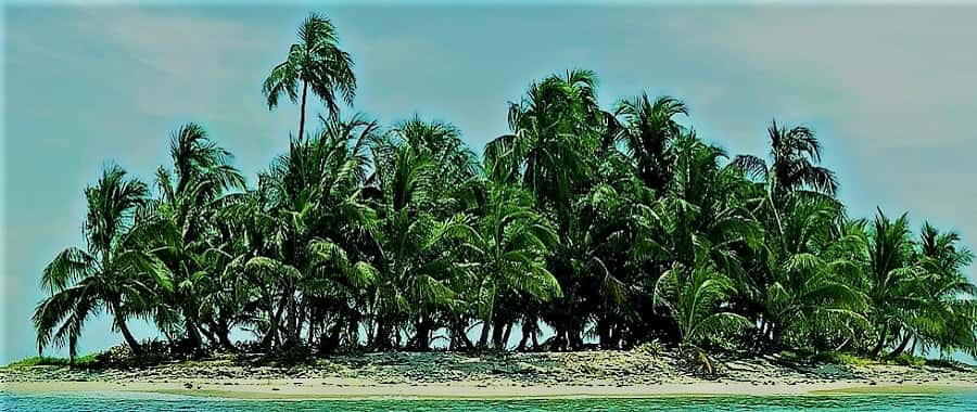 Is this an island of grasses? Or are they palm trees? Are they the same thing? palm island