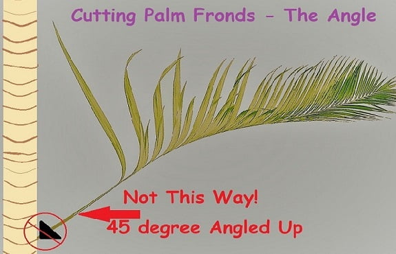 Don't trim palm fronds to leave a place for rainwater to accumulate. description of how not to trim palm tree leaves