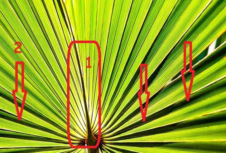 sabal-palmetto frond for explaining labeled sections sabal-palmetto frond for explaining labeled sections