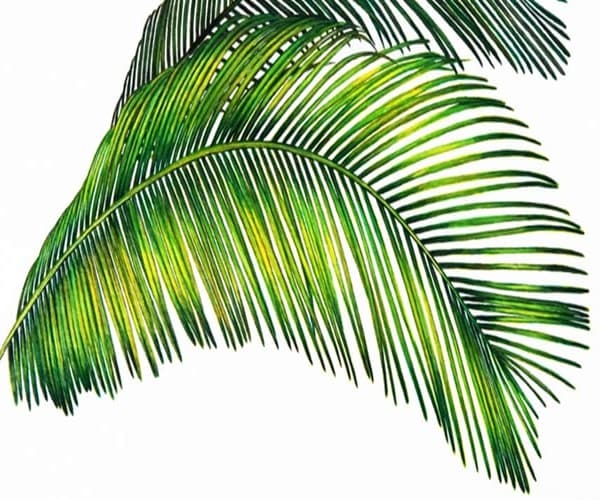 Palm frond leaflets getting black tips, meaning tissue death