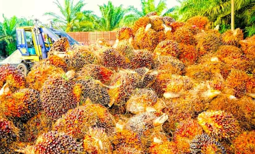 Fruit of the African oil palm in bunches