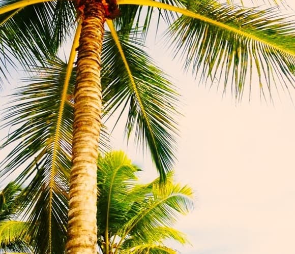 the trunk of a palm tree with visible horizonal striping