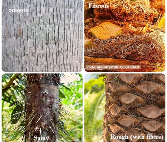 four types of textures palm tree trunks exhibit four types of textures palm tree trunks exhibit