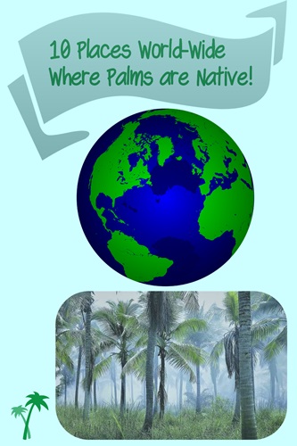 poster of native palms