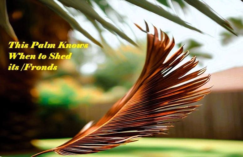 Palm frond automatically falling from a palm in a backyard