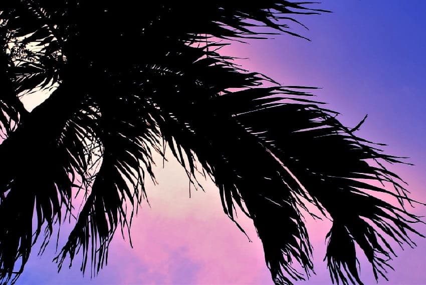 palm tree frond silhouette in a sunset