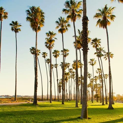A group of Washingtonia robusta palms growing on a grassy parkland.