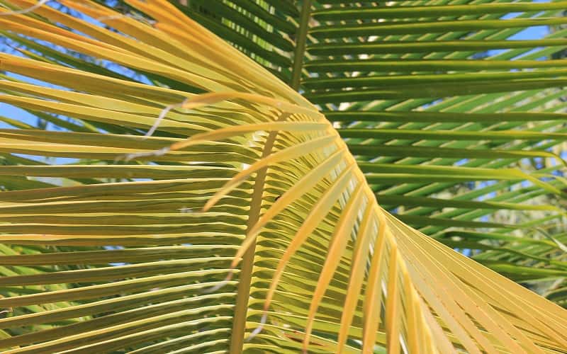 A problem is causing these palm fronds to turn yellow.