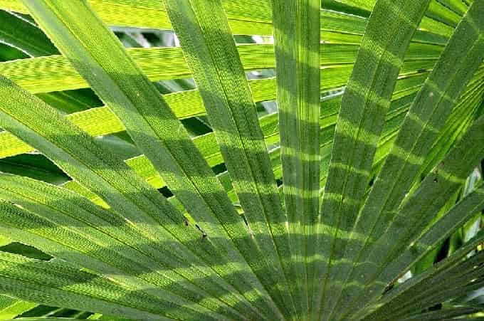 palmate fronds