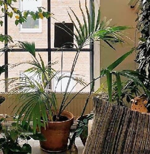 potted palm in front of a window