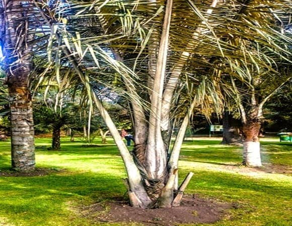 Palm trees planted to keep turf away from the trunk