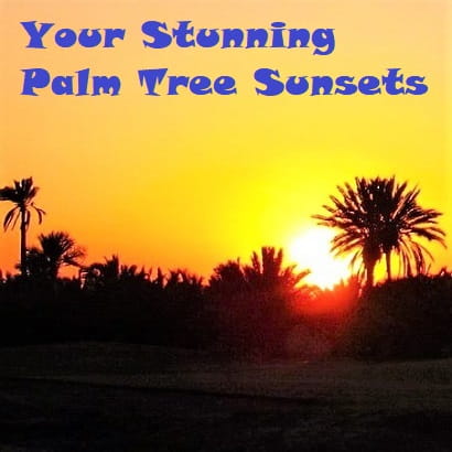 palm trees in a sunset