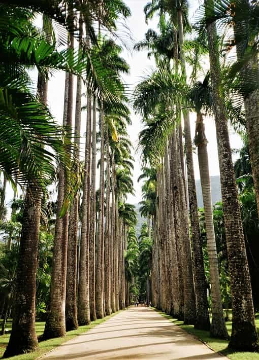 pathway lined with tall palm trees