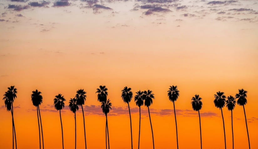 line of Mexican Fan Palms with the sun setting