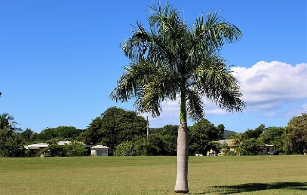 Do you think crownshafts on palms add to their beauty? Even more advantages, though. Palm tree with a crownshaft in the middle of a grassy field