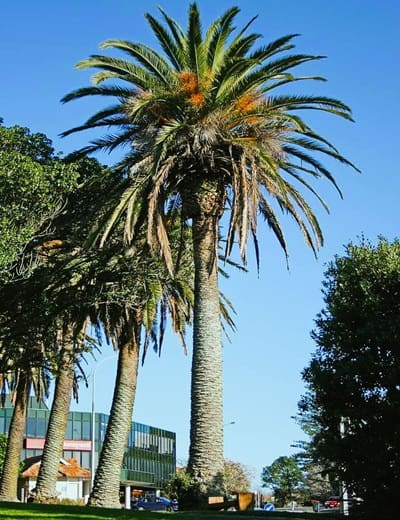 a tall palm with a full crown with smaller sized palms adjacent, all in front of a building