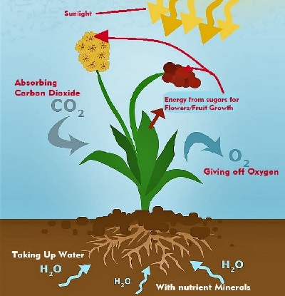 Diagramming how photosynthesis works. photosynthesis explained
