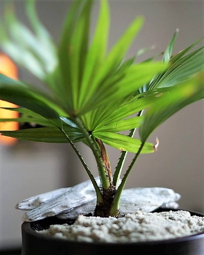 Care of a Palm Plant Steps & Tips, Outdoors & In