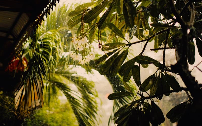 from a covered deck rain in falling on a palm and other plants from a covered deck rain in falling on a palm and other plants