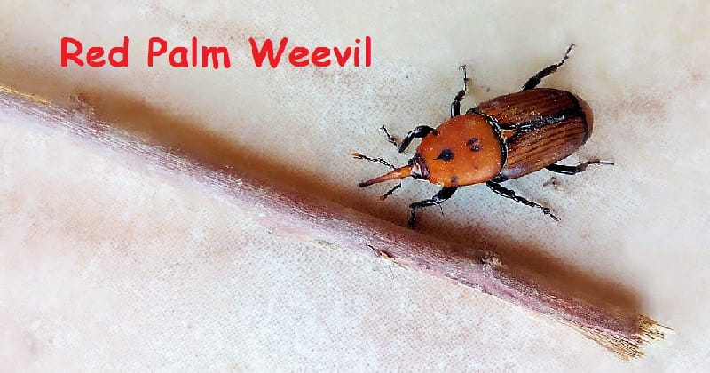 Red Palm Weevil next to a twig