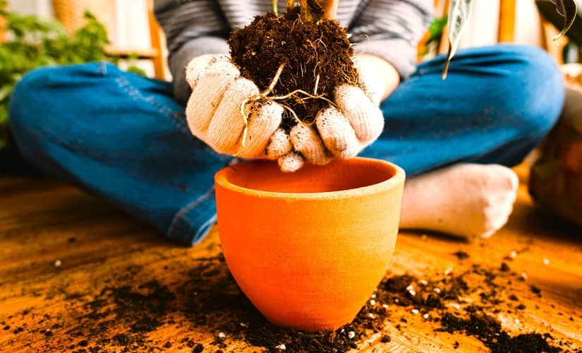 person sitting on the floor placing a plant into a pot person sitting on the floor placing a plant into a pot