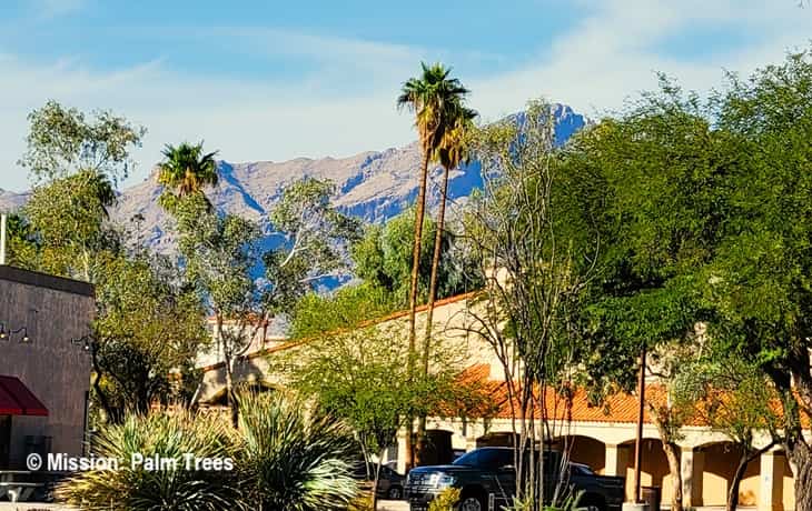 Washingtonia robusta palms in a Tucson strip mall
