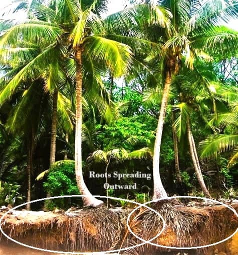 coconut palm roots visible spreading out