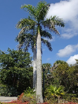 Royal palm tree