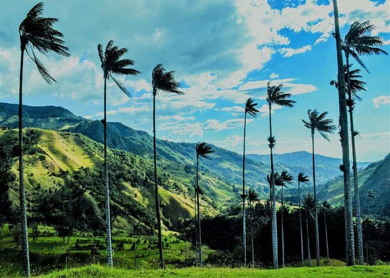 Palm leaves blow in the wind in Valle de Cocora. Near salento colombia grow these quindio palms