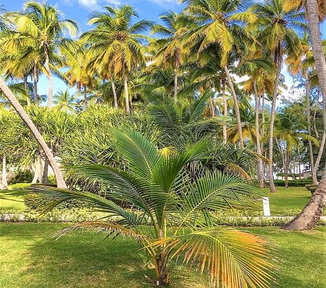 small palm tree in front of many more tall palm trees