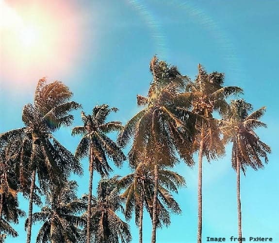 bright sun shining down on multiple palm trees