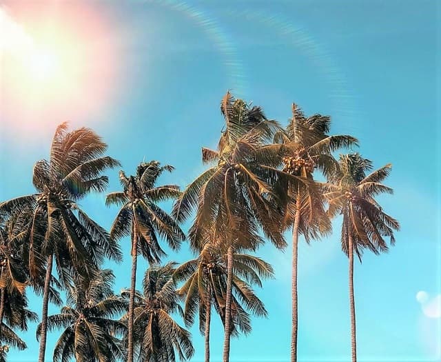 Brilliant sun shining on a stand of palm trees