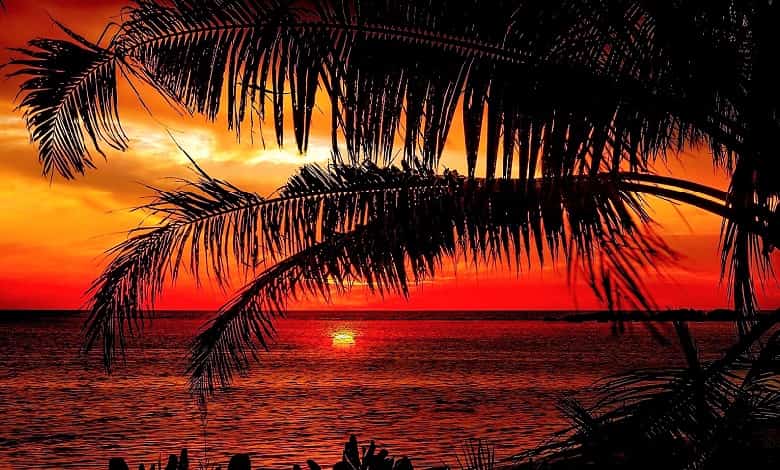 Beach Sunset With Palm Tree - Your Place for Bliss